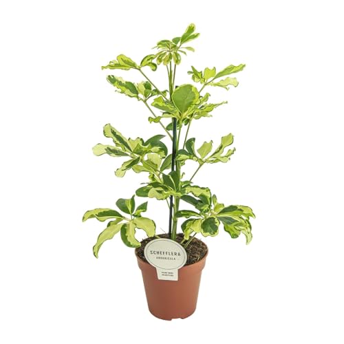 Schefflera Charlotte - 35-45cm - Ø13cm - Zimmerpflanze - Immergrün
