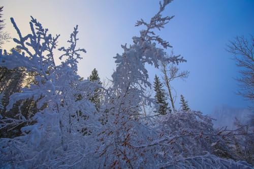 【カナダの風景ポストカード】霧氷の樹々 ― 静寂に包まれた冬の森2 はがき photo by MIRO