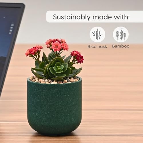Image of Eha Earth-Friendly Terrapod Planters for Home Decor | 3.5 Inch, Pack of 6 | Small Plant Pot Made with Rice Husk Biocomposite | Flower Pot for Living Room | Fern