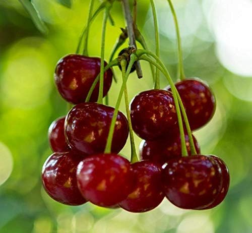 8 esquejes de cerezos dulces rojos Stella, esquejes de árboles frutales sin raíces - Plant Live