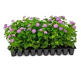 Lantana Purple | 3 Live Plants | Lantana montevidensis | Purple Flowers | Outdoor Landscapes | Heat Tolerant Groundcover | Containers Slopes Borders Pathways Garden Beds