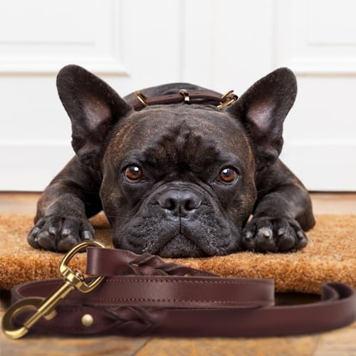 1,5 Meter Premium Leder Hundeleine und Halsband Set für stilvolle Hunde, weiches Lederhalsband und Starke doppelt geflochtene Leine, bequemes und sicheres Hundetraining, Spielen (Groß)