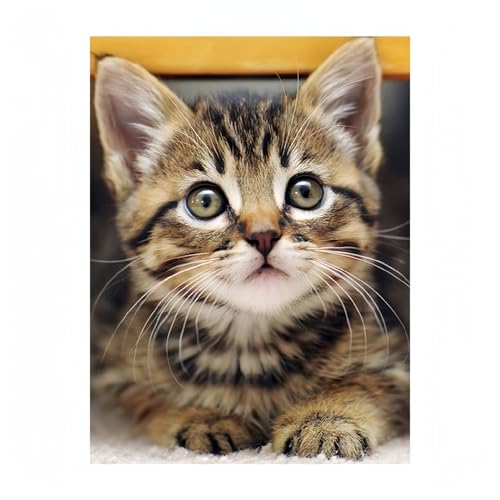 NXXeb`hJLbgELfUC | SҌDIYZbgEvvgLoXt | TCY40×50cmEMtgɍœK | t[Ȃ