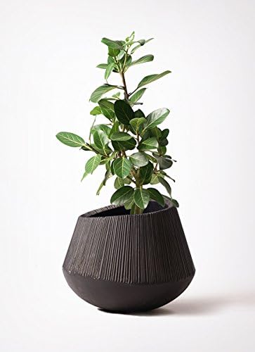 フィカスベンガレンシス7号ストレート エディラウンド黒