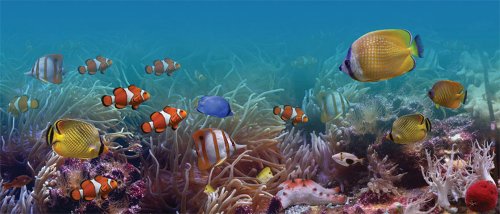 JP London MD3A024 4-Feet High by 10.5-Feet Wide Removable Panoramic Finding Fishies Underwater Wall Mural