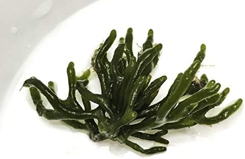 AQUACULTURE NURSERY FARMS Dead Man's Finger Macro Algae Codium Saltwater Plants Grow Copepods Amphipods Aquarium Reef Tank (1" Frag)