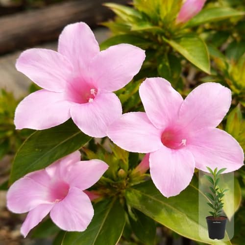 Image of Indian Gardens - Light Pink Colour Barleria cristata /Decemeber flower plant with 6 inch Black Pot