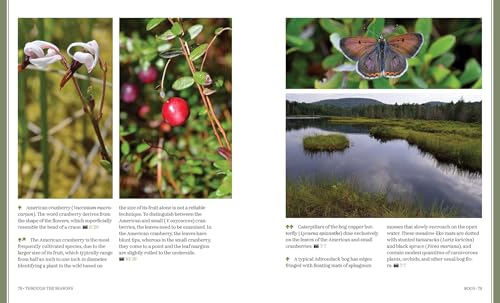 Through the Seasons: A Botanical Odyssey of the Native Plants of the Northeast - Image 4