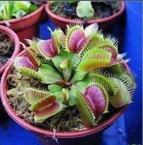 Best Selling!!! 30 seeds/pack Mosquitoes catch catching flies, mosquitoes caught eating seeds Slurperon seeds flower pots planters