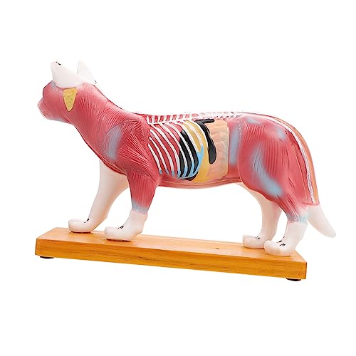 Modèle anatomique de chat pour acupuncture et étude vétérinaire détaillée du système musculaire