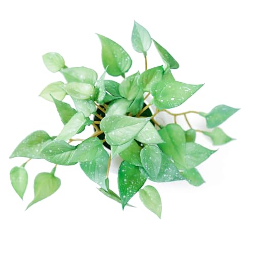 WillingYou フェイクグリーン 卓上 人工観葉植物 フェイクグリーン 1点セット 光しょくばい観葉植物 水生植物フェイク 小さい 卓上 光触媒 観葉植物 ミニ 鉢 アンスリウムの葉 [5]