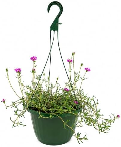 Pixies Gardens Purple Iceplant Hanging Basket(Medium)