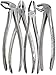 AVON SURGICAL-Dental Extracting Extraction Forceps MD1 MD2 MD3 MD4 Set of 4 Premium Quality Handle, Stainless