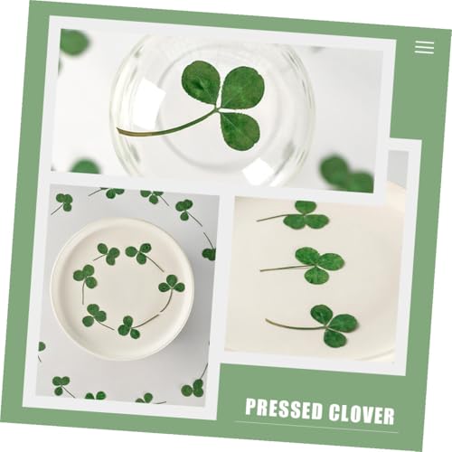 Hojas de trébol prensado secas verdes para manualidades 24 pcs miniatura 6