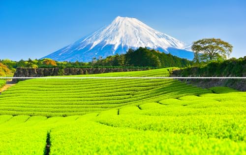 絵画風 壁紙ポスター (はがせるシール式)【特大上下2枚仕様】-地球の撮り方- 新緑の絨毯、今宮の新芽の茶畑と富士山の絶景 静岡県富士市《写真家/糸氏雄一郎》 キャラクロ C-ZJP-011L1W(パノラマL版 1843mm×576mm×2枚)建築用壁紙+