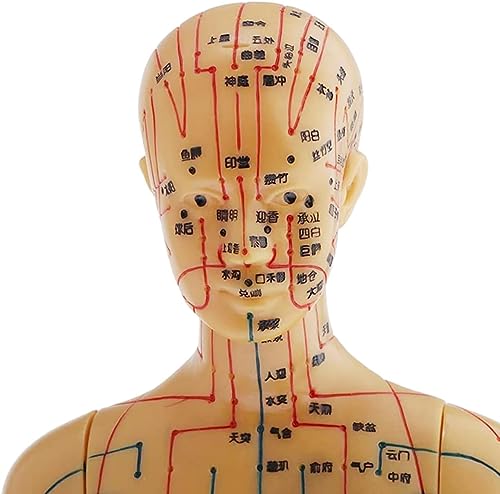 Xaronf Human Body Acupuncture Model thumb #5