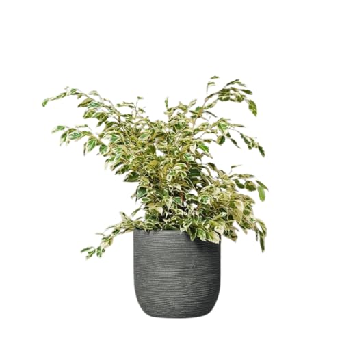 Vivaio Garden Forest, Ficus benjamina variegato Starlight - Pianta da interno ornamentale, Foglie verde e bianco latte, Chioma folta, Adattabile alla luce, Aiuta a purificare l’aria, Vaso non incluso