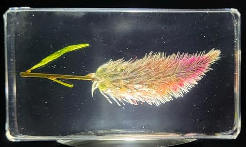 Image of 2.8 inch Real Flamingo Feather Wheat Celosia in Crystal Clear Lucite Resin Paperweight Botanist Herb Herbarium Collection Mother's Day, Anniversary, Wedding Gift Botany Ornament Display Paperweight