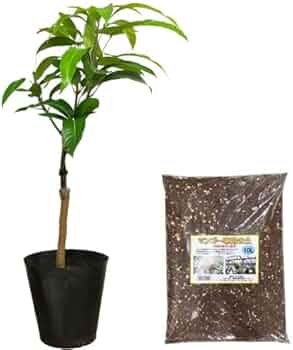 41BHDaFt-GL._AC_UF350,