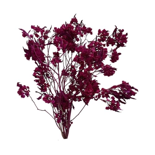 perfk Ramo de Flores secas, Dodonaea Viscosa, Paquete de Flores secas, arreglos de Flores secas para Mesa, año Nuevo, Sala de Estar, Oficina, Fiesta, Rosa Roja