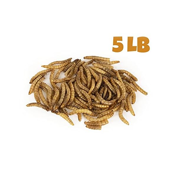 MBTP Bulk Dried Mealworms Treats for Chickens & Wild Birds (5 Lbs