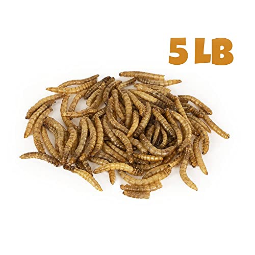 MBTP Bulk Dried Mealworms - Treats for Chickens & Wild Birds (5 Lbs) - Image 3
