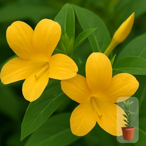 Image of Indian Gardens - Yellow Colour Barleria cristata /Decemeber flower plant with 6 inch Terracotta Pot
