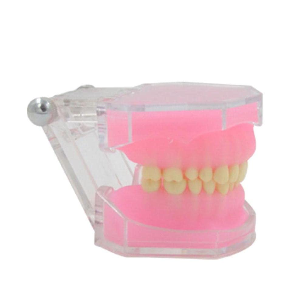 Typodont W Pełni Odłączane Narzędzie Do Nauczania Stomatologicznego Szpitalny Model Stomatologiczny, Wyszukiwanie Zębów Odłączanych, Model Stomatologiczny Typodont Do Badań Praktycznych