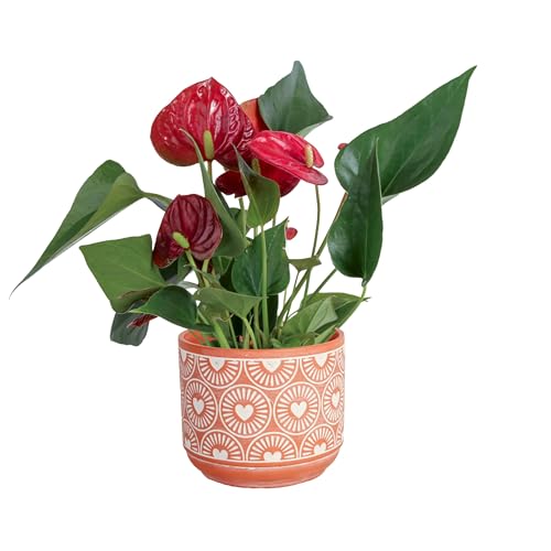 Costa Farms Anthurium Live Plant with Blooming Flowers, Potted in Cute Indoors Plant Pot, Gift for Birthday, Anniversary, Housewarming, Room Decor, 10-12 Inches Tall