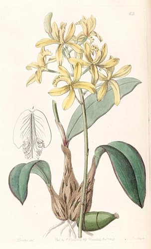 Pintura de lienzo de Sophronitis Crispata con acabado artístico elegante de 60x90cm