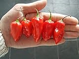 100 Seeds Komodo Dragon Seeds World Record Hot Pepper Seed Garden Vegetable Organic Non-Hybrid, Open-Pollinated, Suited for