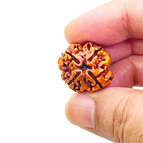 Image of Vado Certified 4 Mukhi Nepali Rudraksha with Authentic Lab Certificate Natural Beads (4 Mukhi)