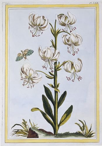 Affiches et gravures de Pierre Buchoz sur toile moderne de haute précision 60x90cm