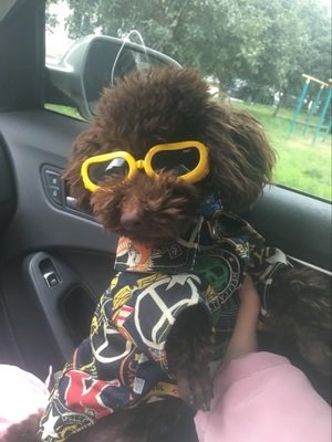 Occhiali da sole per piccoli animali domestici