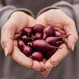 Wintersteckzwiebeln Red Baron (500 g)