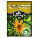 Survival Garden Seeds - Maximilian Sunflower (Helianthus maximiliani) | 10-Foot Prairie Giant | Fall Blooming Pollinator Magnet | North American Native Wildflower Seed for Planting - 1 Pack