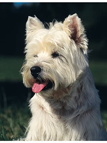 West Highland White Terrier