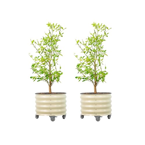 Image of Rolling Metal Citrus Tree Planter Pot, 21″ Round Planter Box for Porch Patio & Backyard, 20 Gallon Large Planter Pot with Wheels for Growing Olive Trees Tomatoes Vegetables Flowers, 2 Pack Pearl White