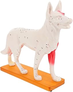 4D Vision Dog Anatomy Model, Dog Model Anatomy Teaching Tool Animal Pressure Points Veterinary Training for Animal Teaching Demonstration, Pet Clinic Veterinary TrainingSchool Teaching Tool