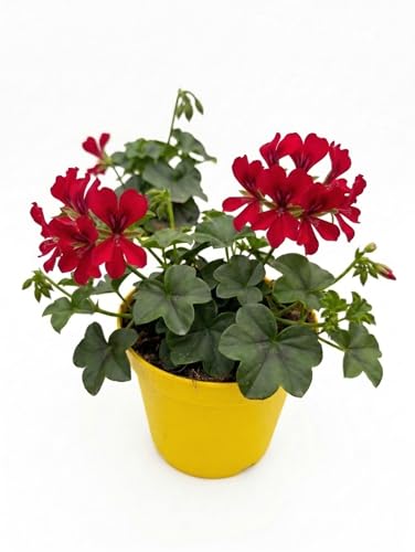 Geranio Edera Parigino Rosso Pianta in Vaso | Geranio Ricadente per Balcone e Terrazzo | Fiori Rossi a Cascata | Fioritura Abbondante Primaverile Estiva | Facile da Coltivare
