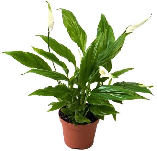 Espatifilo o Lirio de la Paz Natural, una Planta que se Adapta a ...