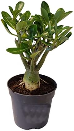 2 Roses Du Désert Adenium Obesum - Plantes Exotiques En Pot 10.5cm, 25-40cm - Par Plant In A Box