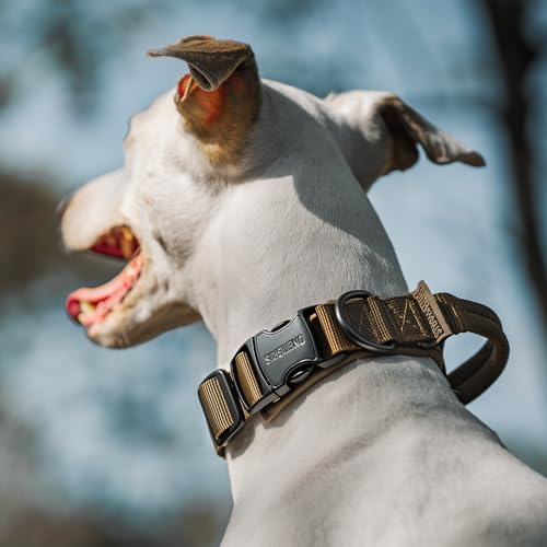 OneTigris Hunde Halsband mit Metallschnalle für Hunde Orange S