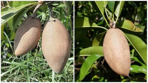 TAJ Chiku Fruit Tree Plant Hybrid Grafted All Time Thai Sopota/Long Chiku Fuits Kalapati Sopodila Live Plant (1.5Ft-2Ft Hight) Fruiting Stard After 6-8 Mounth