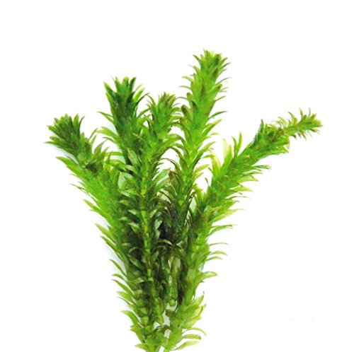 Anacharis - Elodea Densa Egeria Tropical Live Aquarium Plants Moss