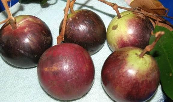 Aspen® Star apple/Milk Fruit/Paal Palam/Exotic Fruit Tree for Home Garden, Delicious Star-Shaped Fruit Plant (4C-G8MW-BQ66_Baz)-image-27