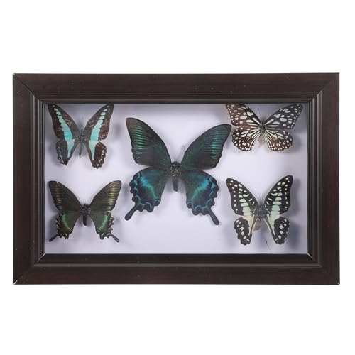 HOMSFOU Amante De Las Mariposas Arte De La Pared Enmarcado Vitrina De Muestra Coleccionables De Taxidermia Arte De Taxidermia De Mariposas De Madera Familiar Obra De Arte A7