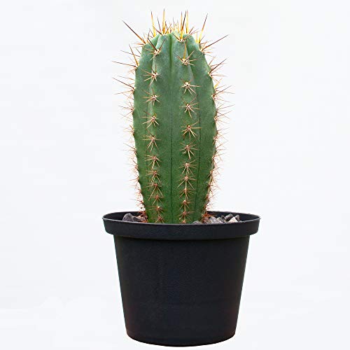 lophophora-williamsii.de Trichocereus pachanoi (San Pedro, 8 cm)