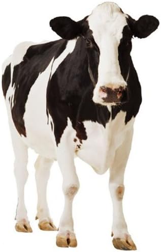 Cow - Wildlife/Animal Lifesize Cardboard Cutout / Standee / Standup
