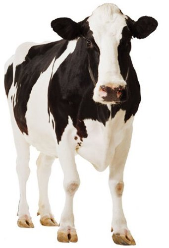 Cow - Wildlife/Animal Lifesize Cardboard Cutout / Standee / Standup